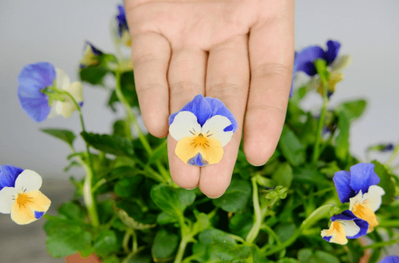 这种花秋冬必备 漂亮又好养活 品种多到挑花眼 花友