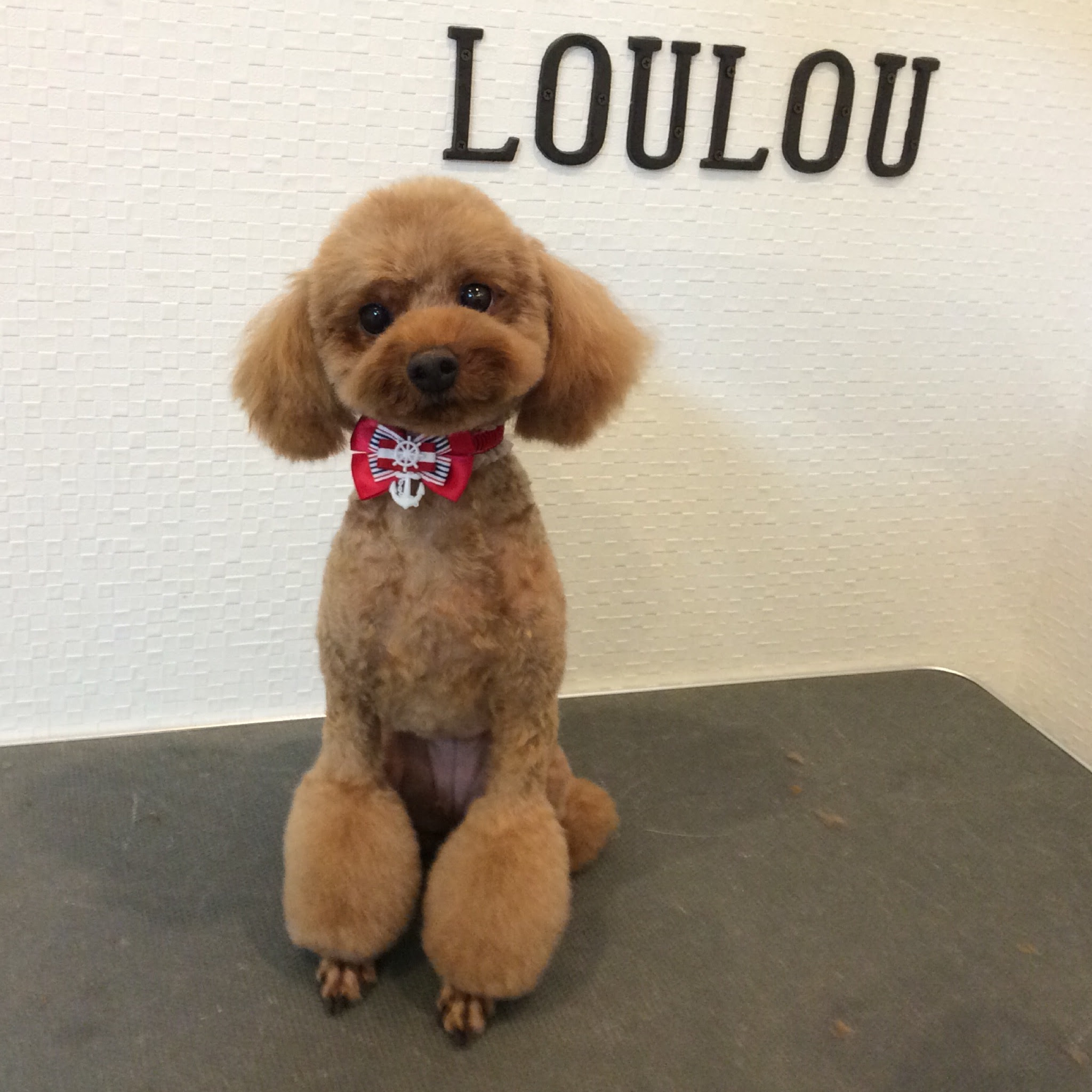 トイプードル ゴマちゃん サマーカット 相模原市緑区東橋本 トリミングサロン Loulou