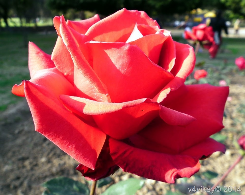 Rose Flowers