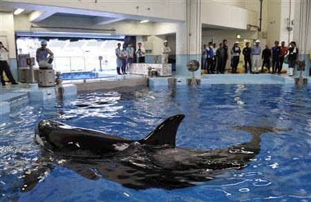 名古屋港水族館は２度とシャチを飼育するな 時々シュールな精進日和