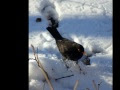 Video Blackbirds