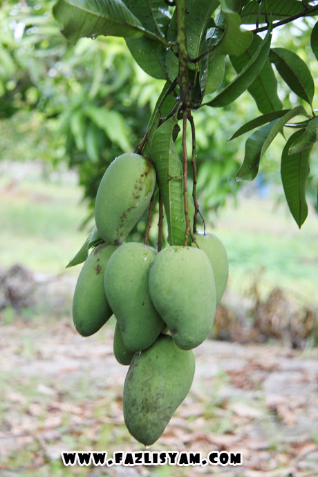 tanaman mangga Segalanya Tentang Tumbuhan tanaman mangga Segalanya Tentang Tumbuhan