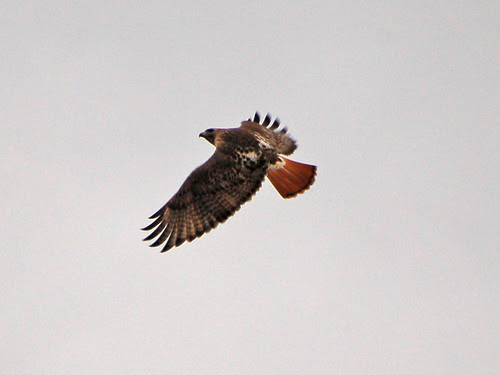 Red-Tailed Hawk over Morningside Park