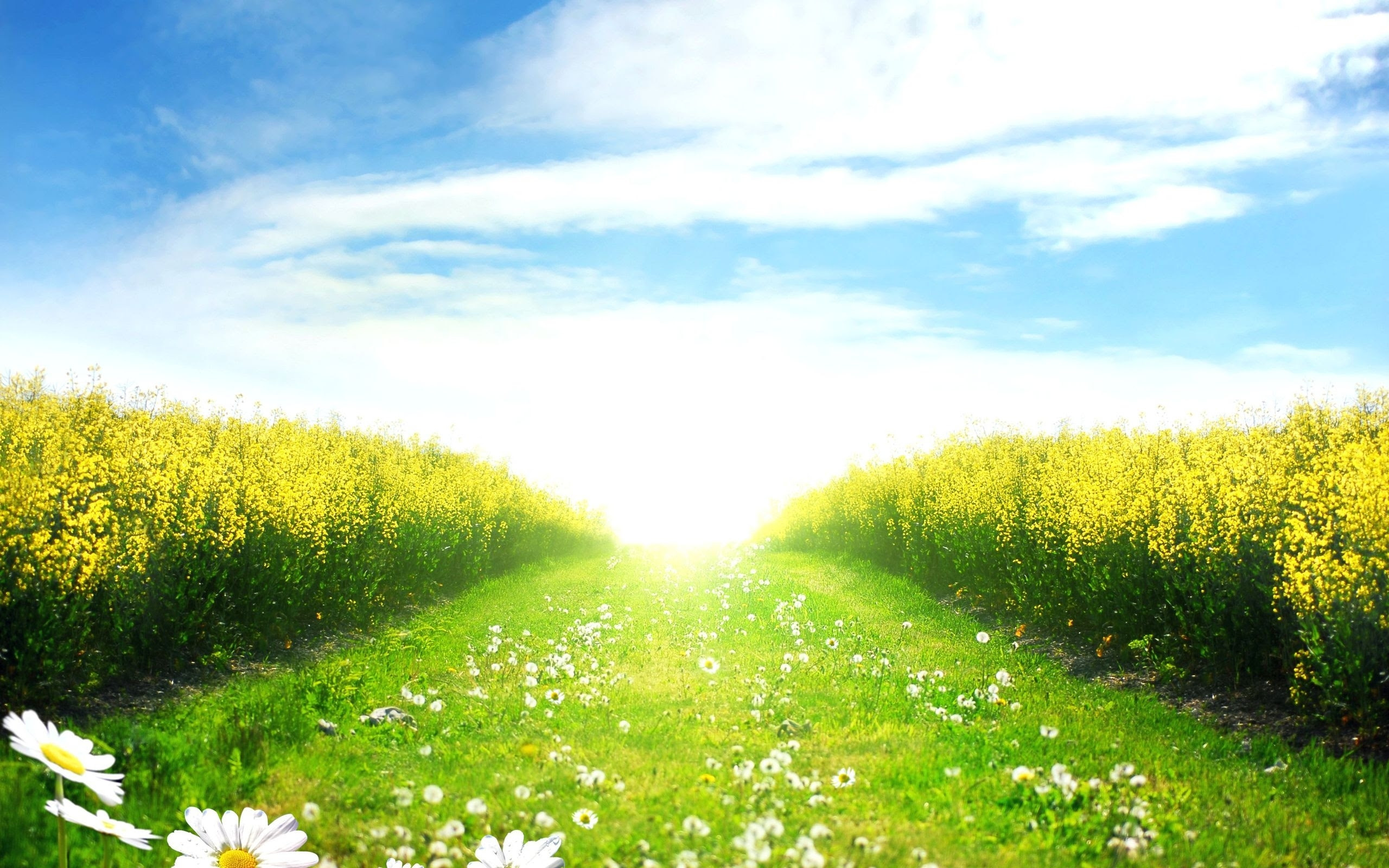 Green field wallpapers and images  wallpapers, pictures, photos