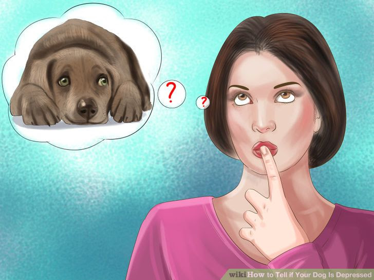 Tell if Your Dog Is Depressed Step 16.jpg