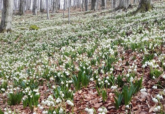 Ca N Povești Cea Mai Mare Poiană Cu Ghiocei Se Află Intr Un Loc