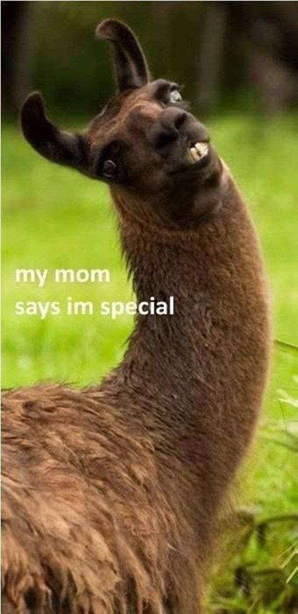 25 Funny Animal Memes To Make You Laugh Till You Drop