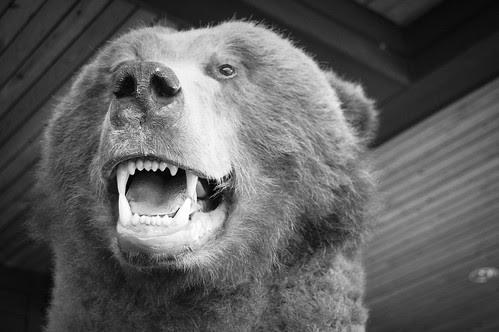 BearFace