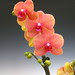 orchids_phalaenopsis surf song ox big orange 064