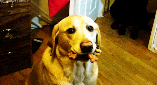 my seeing eye dog
