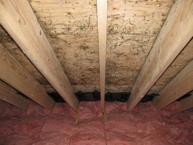 Attic Mold Remediation Experts Toxic Black Mold Removal Ma