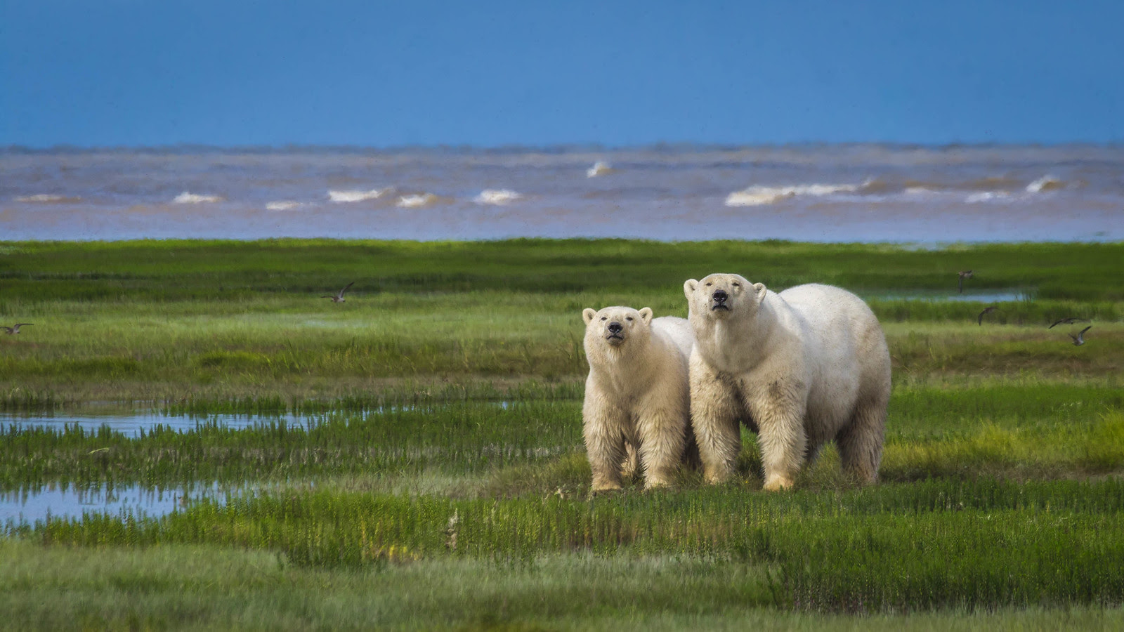 polar bear photos mother and cub