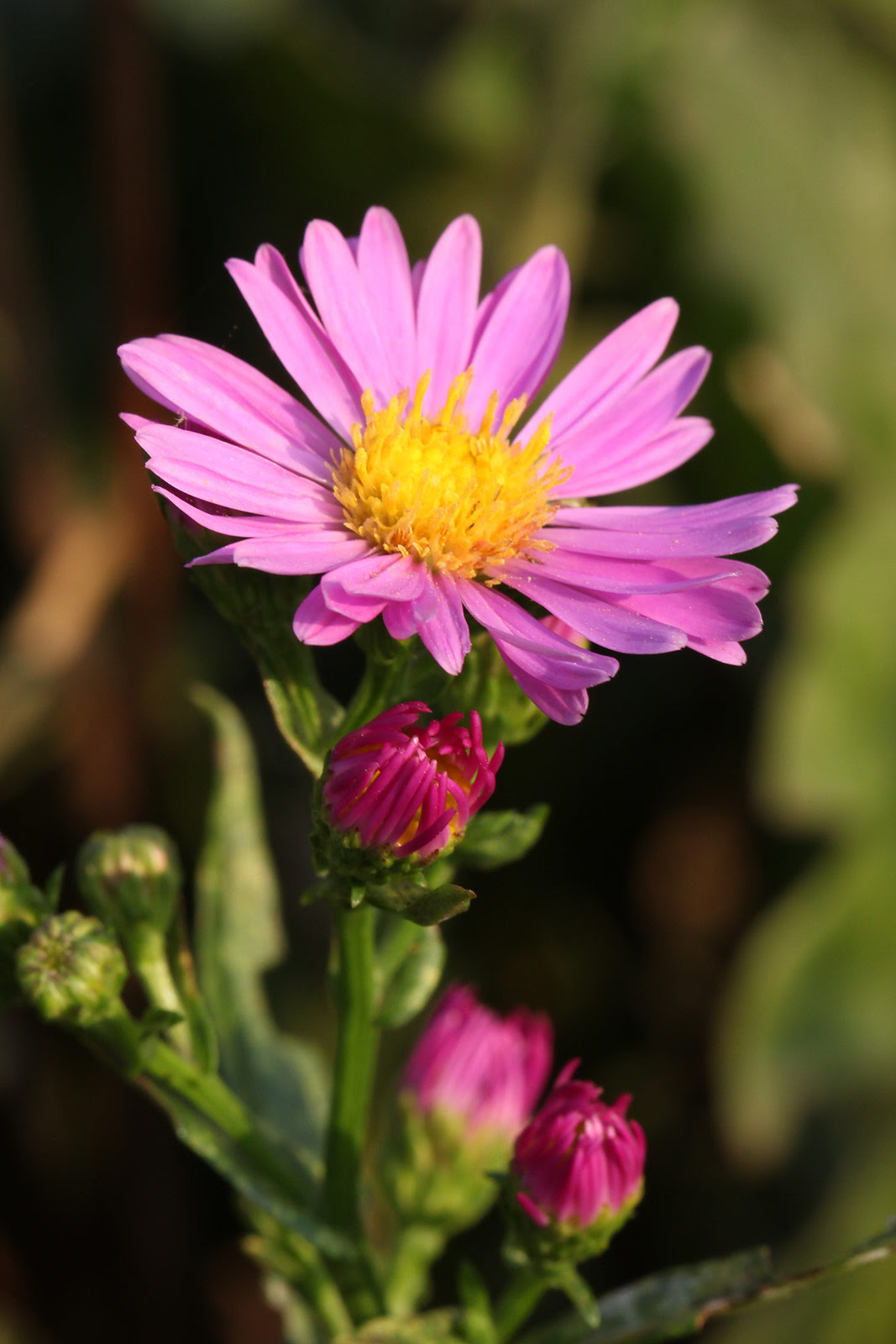 お花の写真集 ミヤコワスレ 都忘れ