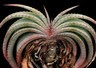 Adenium obesum kaufen