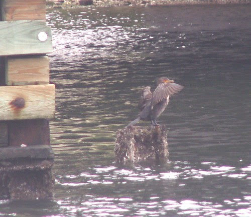 Cormorant