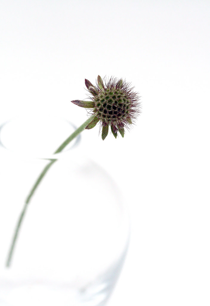 Scabiosa going to seed
