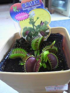 食虫植物 ふじらんblog