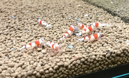 エビの行動から水槽の状態を見る こんな時は要注意 その対処は えびrock