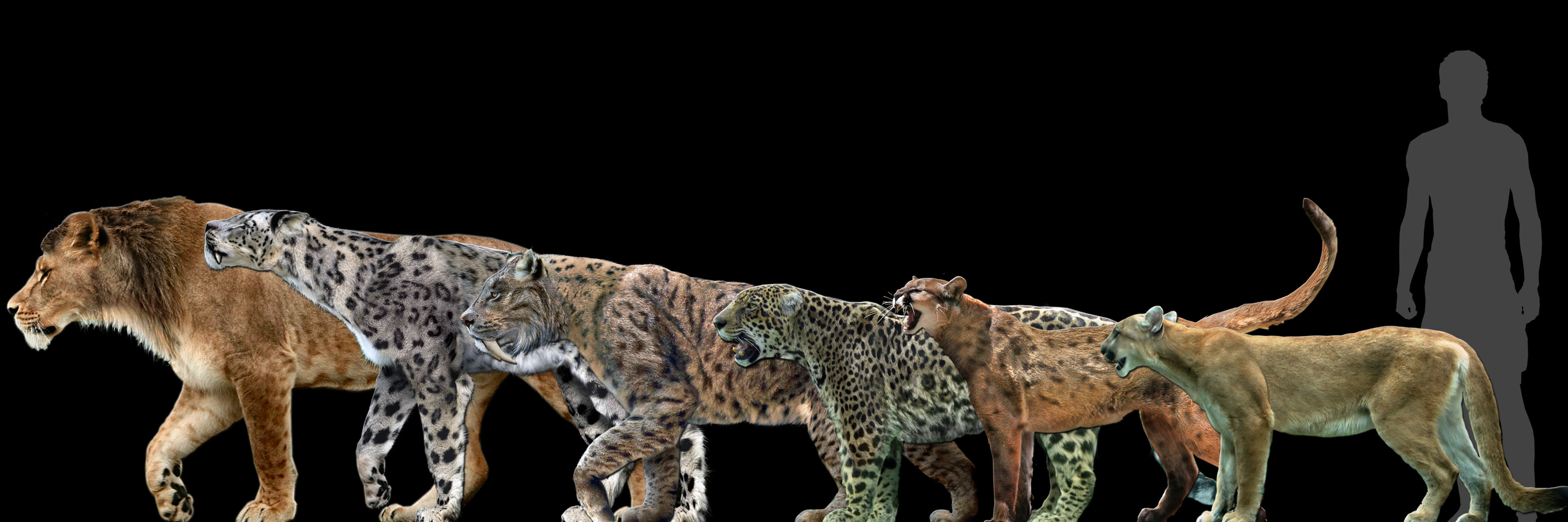 Big cats... into big poster? by Dantheman9758