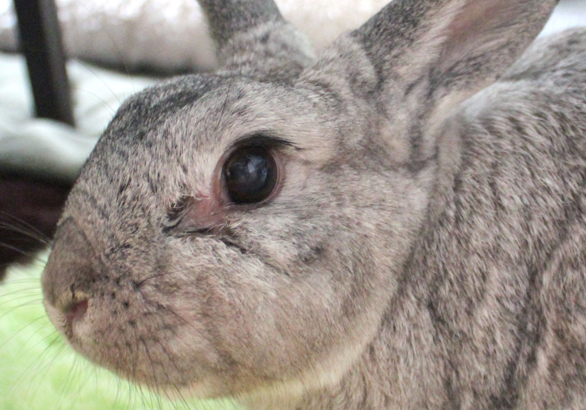 うさぎの健康 うさの木