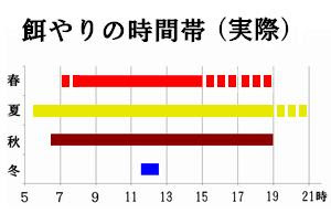 らんちゅう専門 伊東養魚場 餌やりの方法