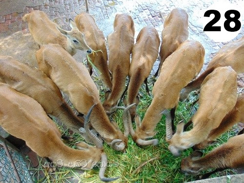 25