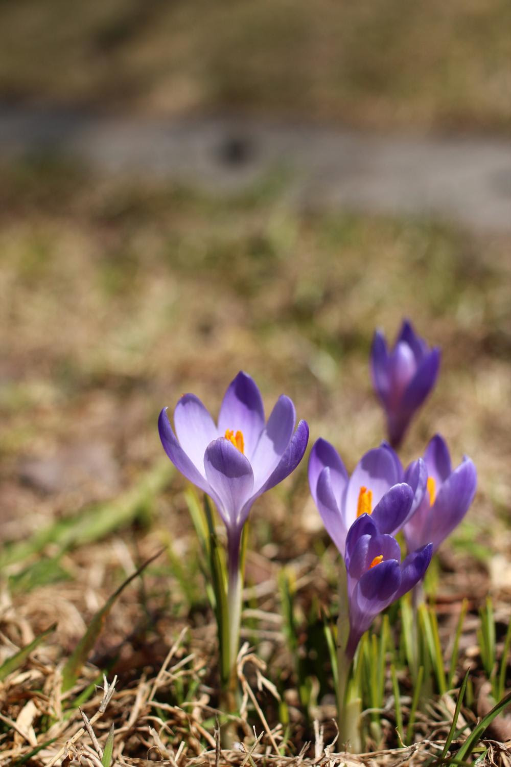 札幌創成川緑地で見つけたクロッカス 花サフラン の花 サフラン イヌサフランとの違いなども 月の方舟
