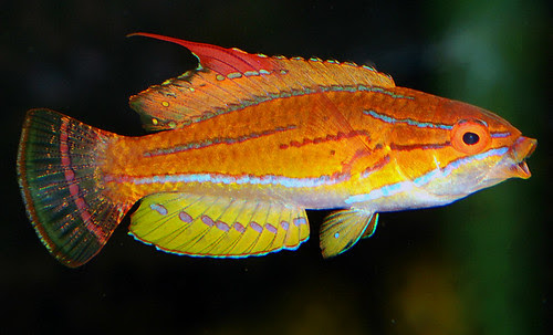 Paracheilinus flavianalis