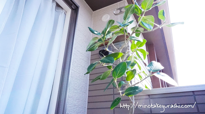 観葉植物 ハダニ 葉の裏に小さな虫がついている時の駆除 対策法 みのたけぐらし