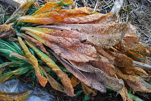dead kale