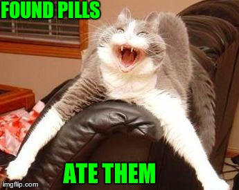 Crazy Cat Found Pills Car Insurance Quotes