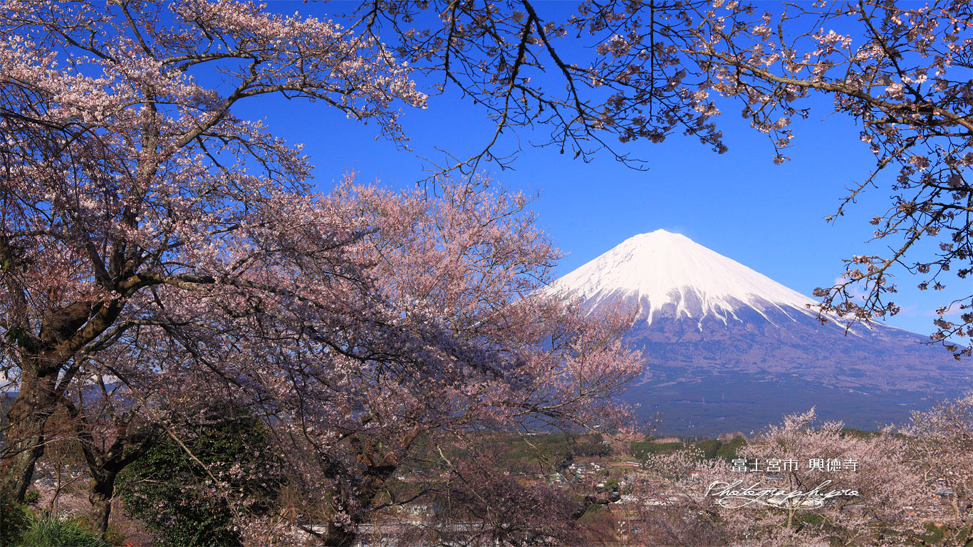 興徳寺の桜 の壁紙 1366x768