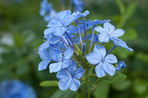 flora1