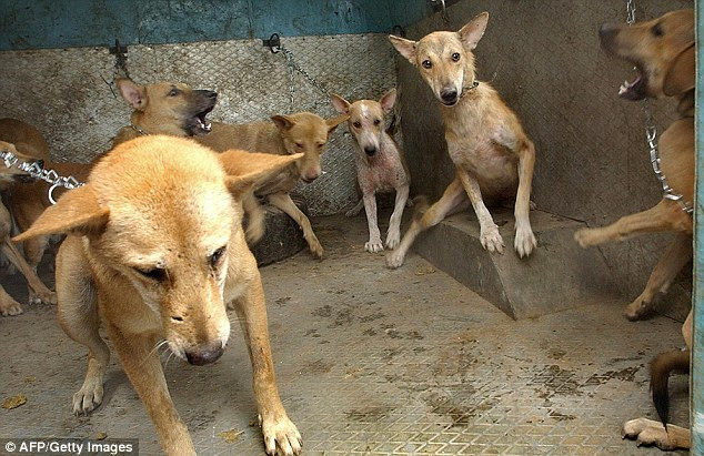 Gurgaon residents are increasingly under attack from stray dogs, with an average of 50 going to the area