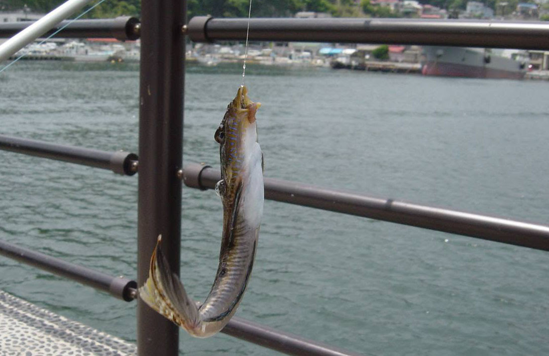 真鶴港でメゴチ釣り 別冊シーガルハウス 旬をおいしく 採 獲 摂る