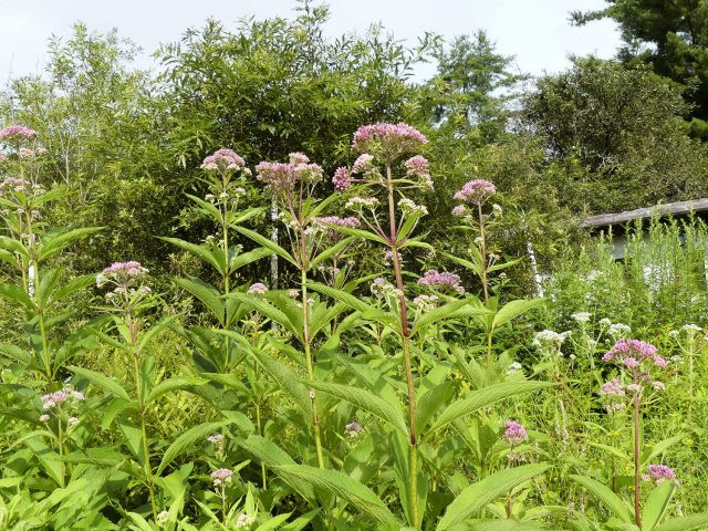 Joe Pye weed Eutrochium sp.