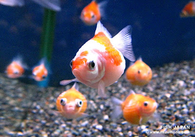 春の金魚ランキングベスト5 みずもの人気ランキング 熱帯魚のことなら みずものコム