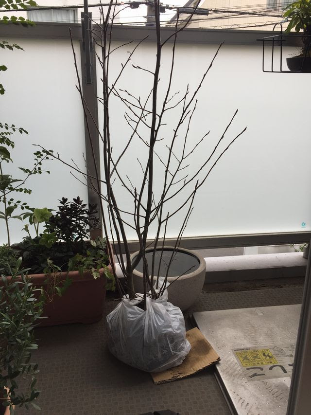 ジューンベリー鉢植えでの育て方 用土 肥料 剪定など 観葉植物ブログ緑組 植物の育て方