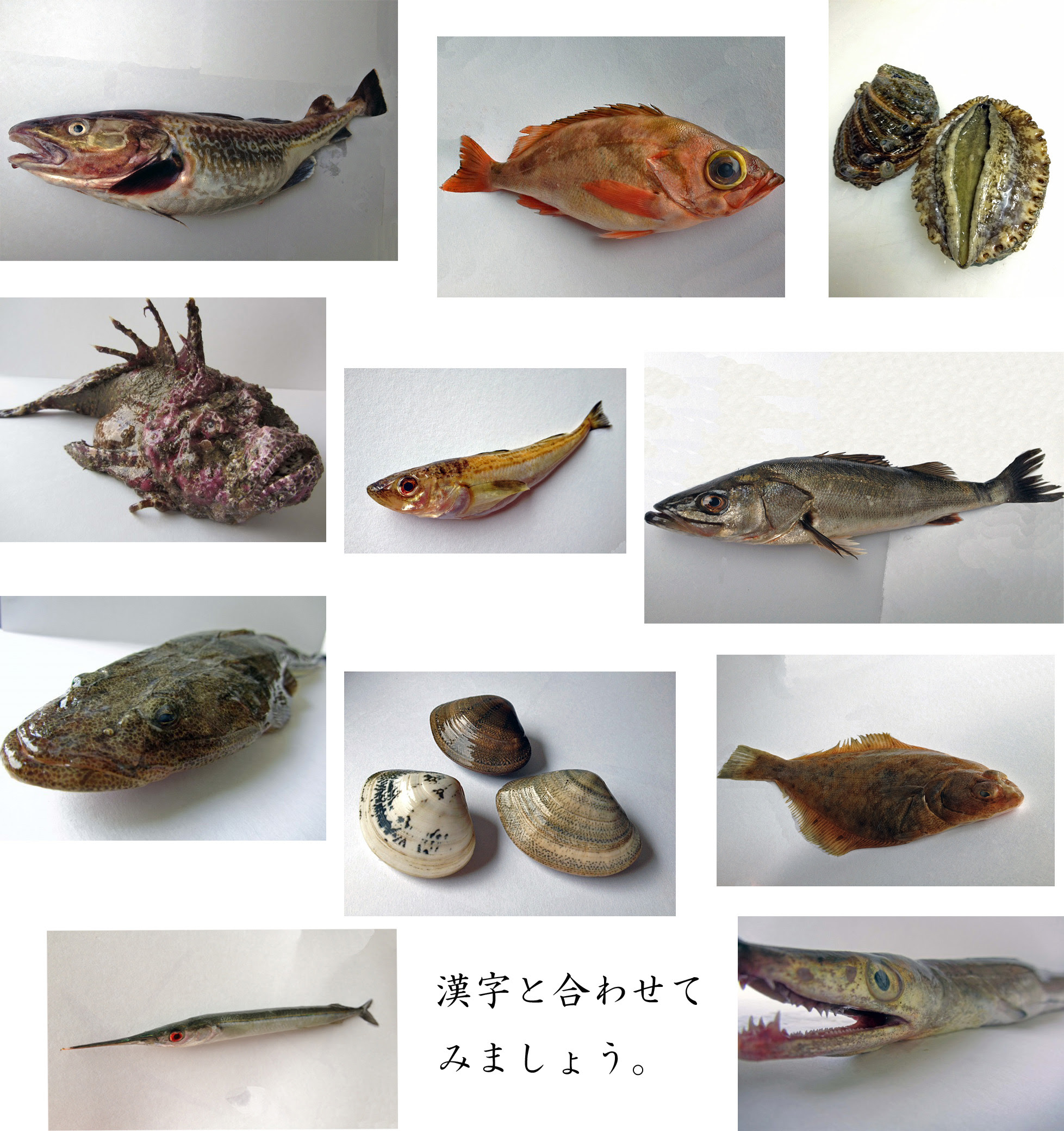 魚の持つ漢字 合わせてみよう 堀川鮮魚株式会社