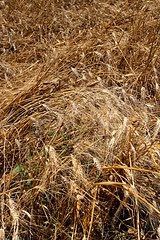 Campagne senisesi