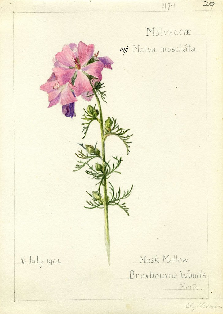 Malva moschata, Herts. 1904
