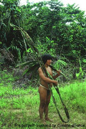 Curare: Chondrodendron tomentosum, South American