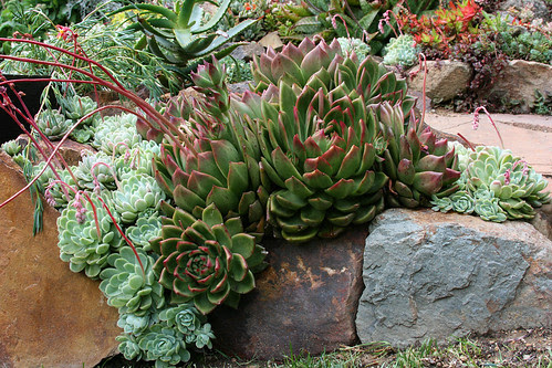 echeverias