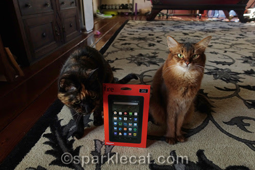slightly annoyed somali cat with tortoiseshell cat and Kindle Fire box