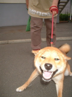 バカほど かわいい 柴犬カンチの足跡日記