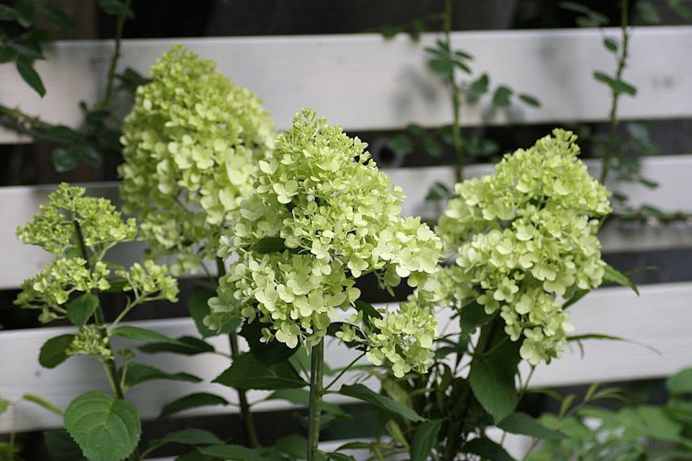 アジサイの緑色の品種とは 名前や特徴について 植物navi