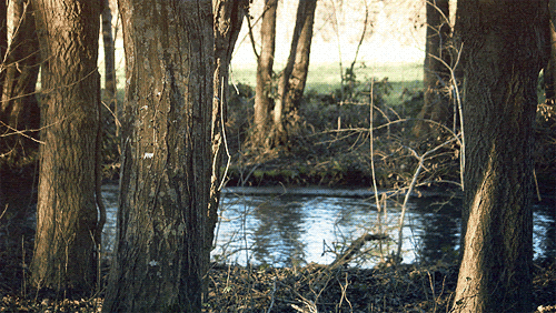 gif, nature, photography