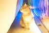 Cats Cuddle Cafe14