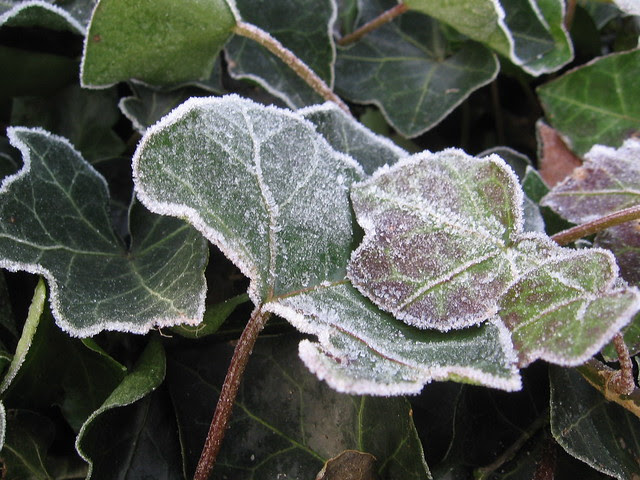icy ivy 2