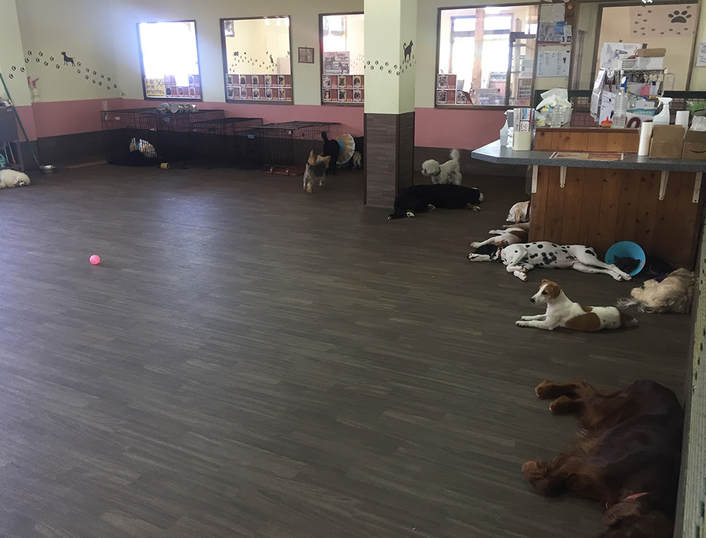 ふれあい館の仲間たち 犬の紹介 里親募集 販売サイト ワールド牧場